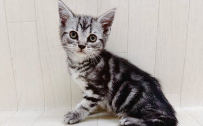 アメリカンショートヘアー