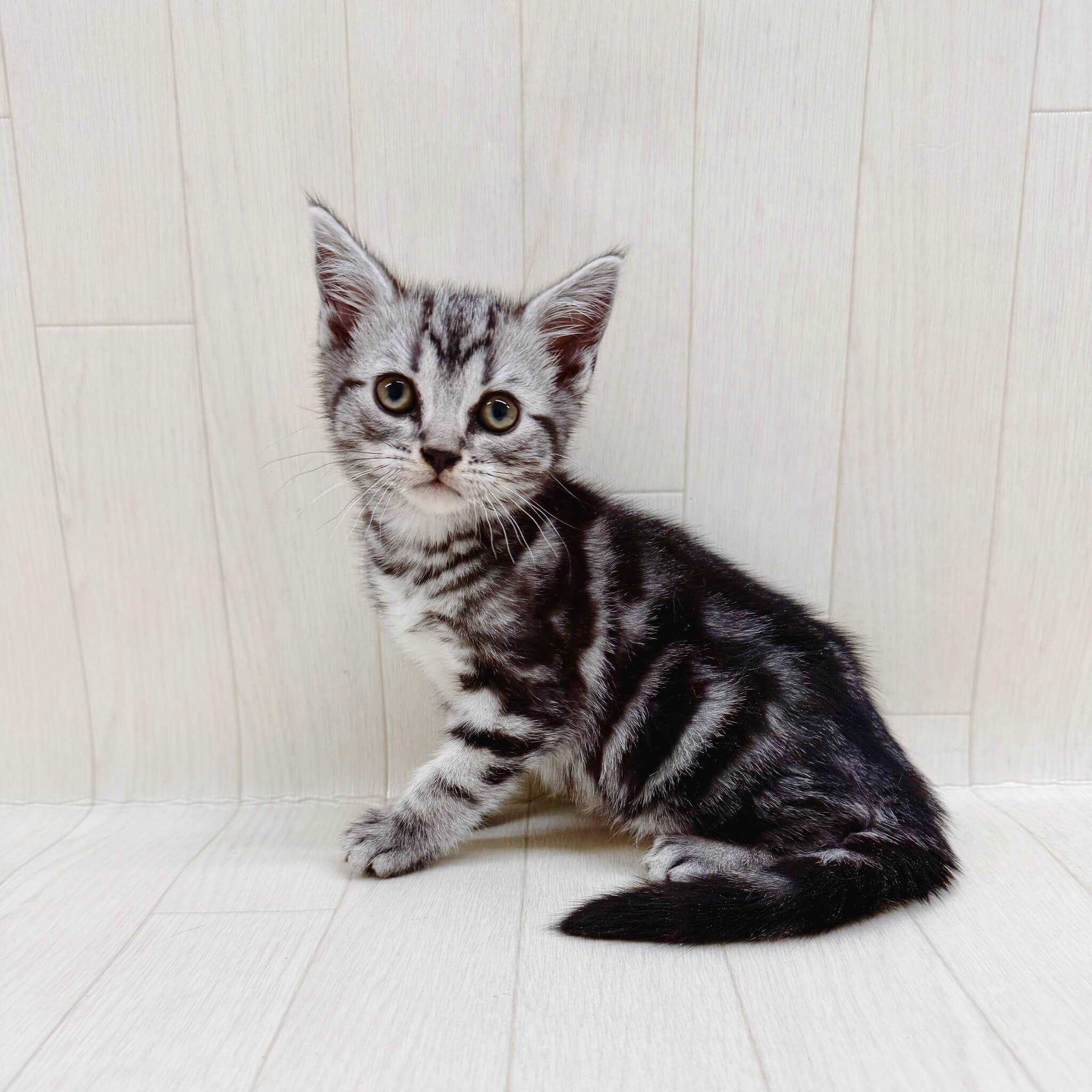 アメリカンショートヘアー