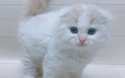 スコティッシュフォールド