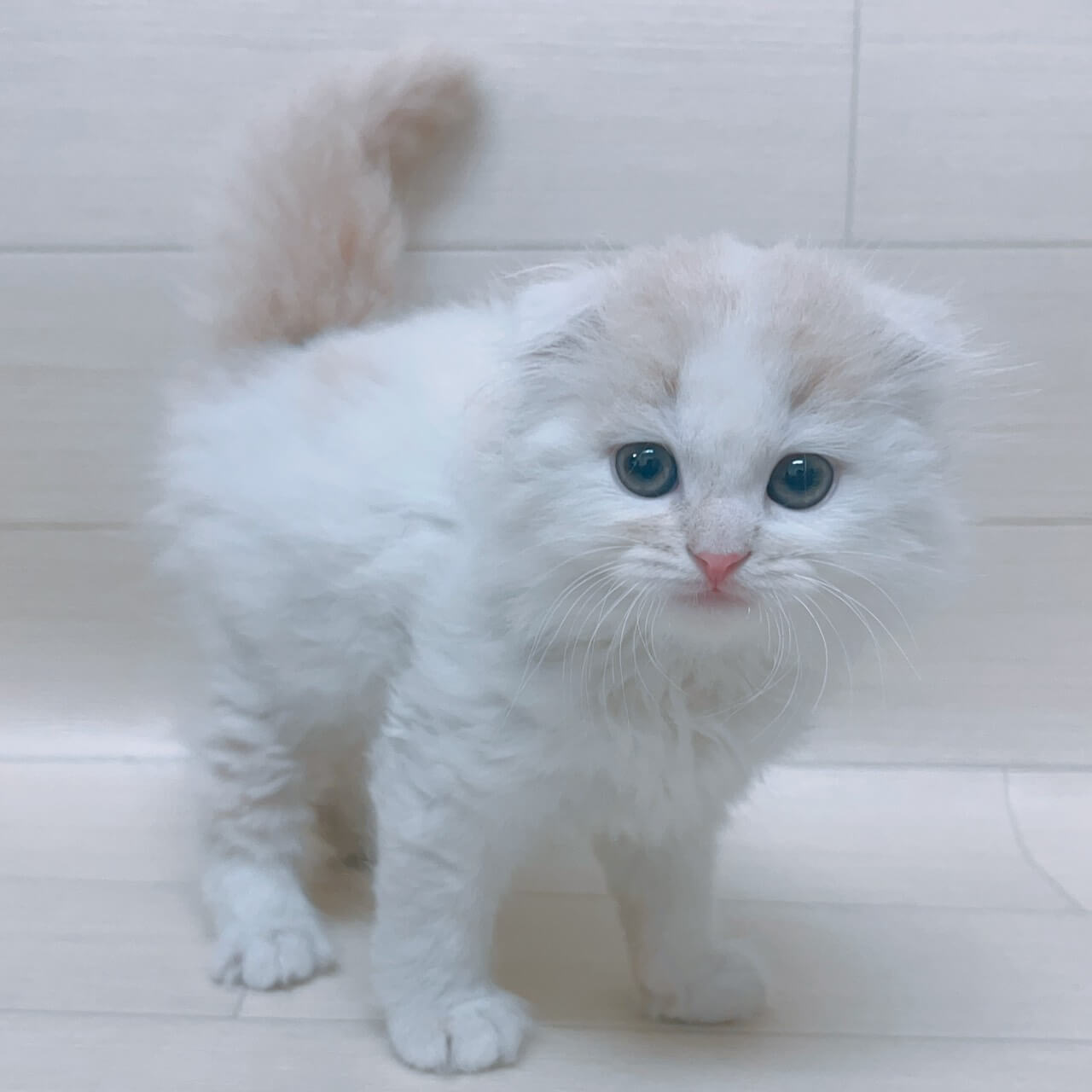 スコティッシュフォールド