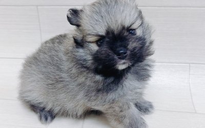 ハーフ犬（チワワ×ポメラニアン）