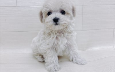 ハーフ犬（マルチーズ×トイプードル）