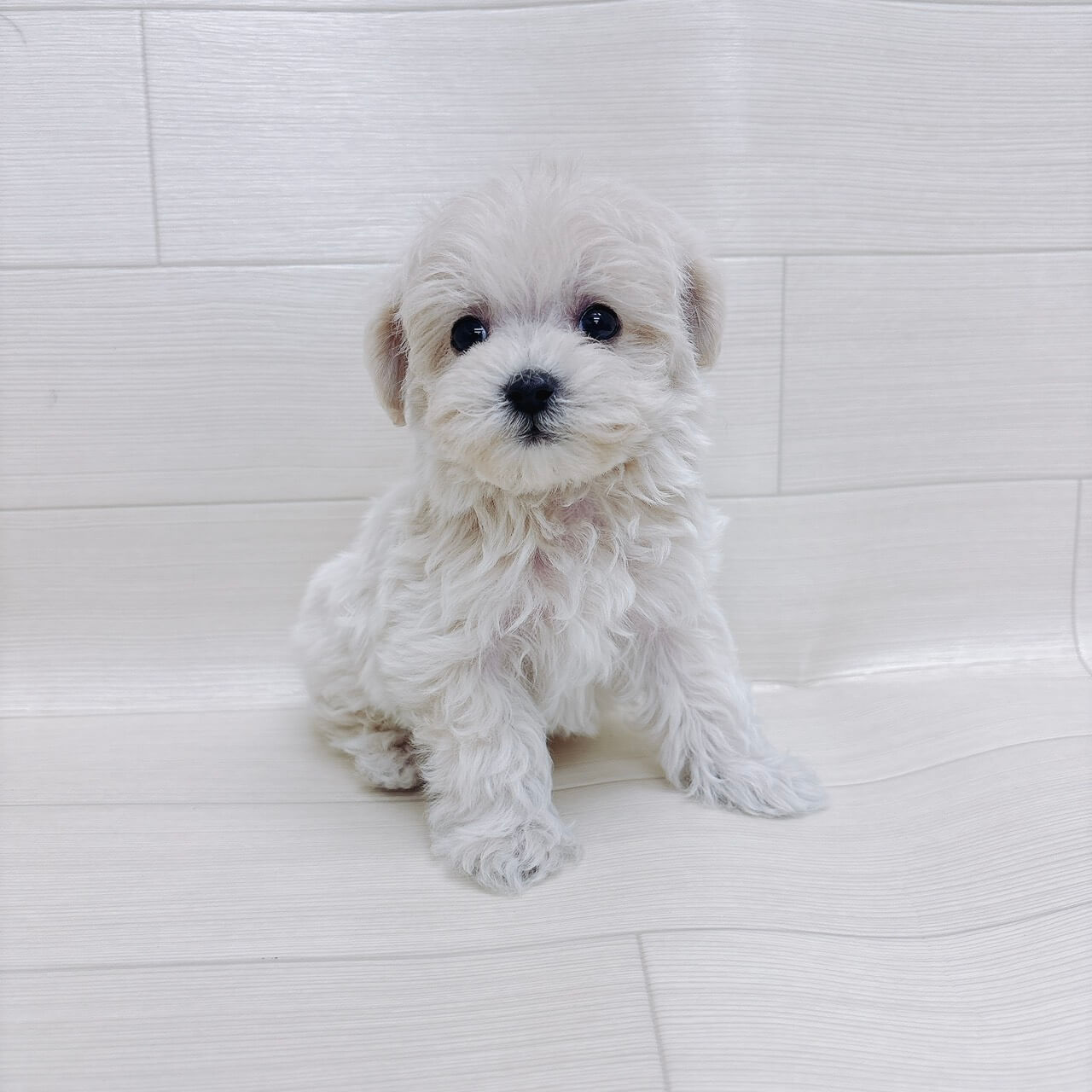 ハーフ犬（マルチーズ×トイプードル）