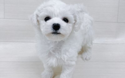 ビションフリーゼ