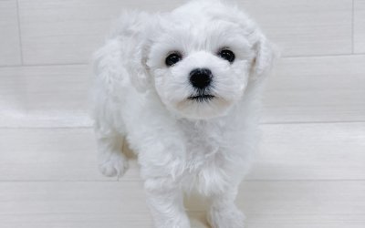 ビションフリーゼ