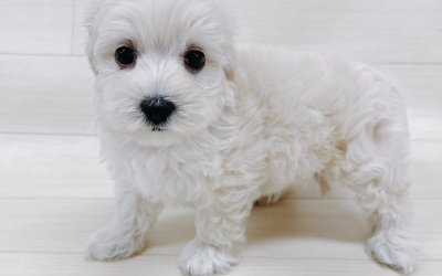 ハーフ犬（マルチーズ×トイプードル）