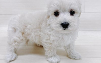 ハーフ犬（マルチーズ×トイプードル）