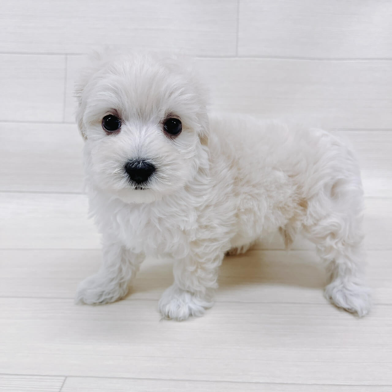 ハーフ犬（マルチーズ×トイプードル）