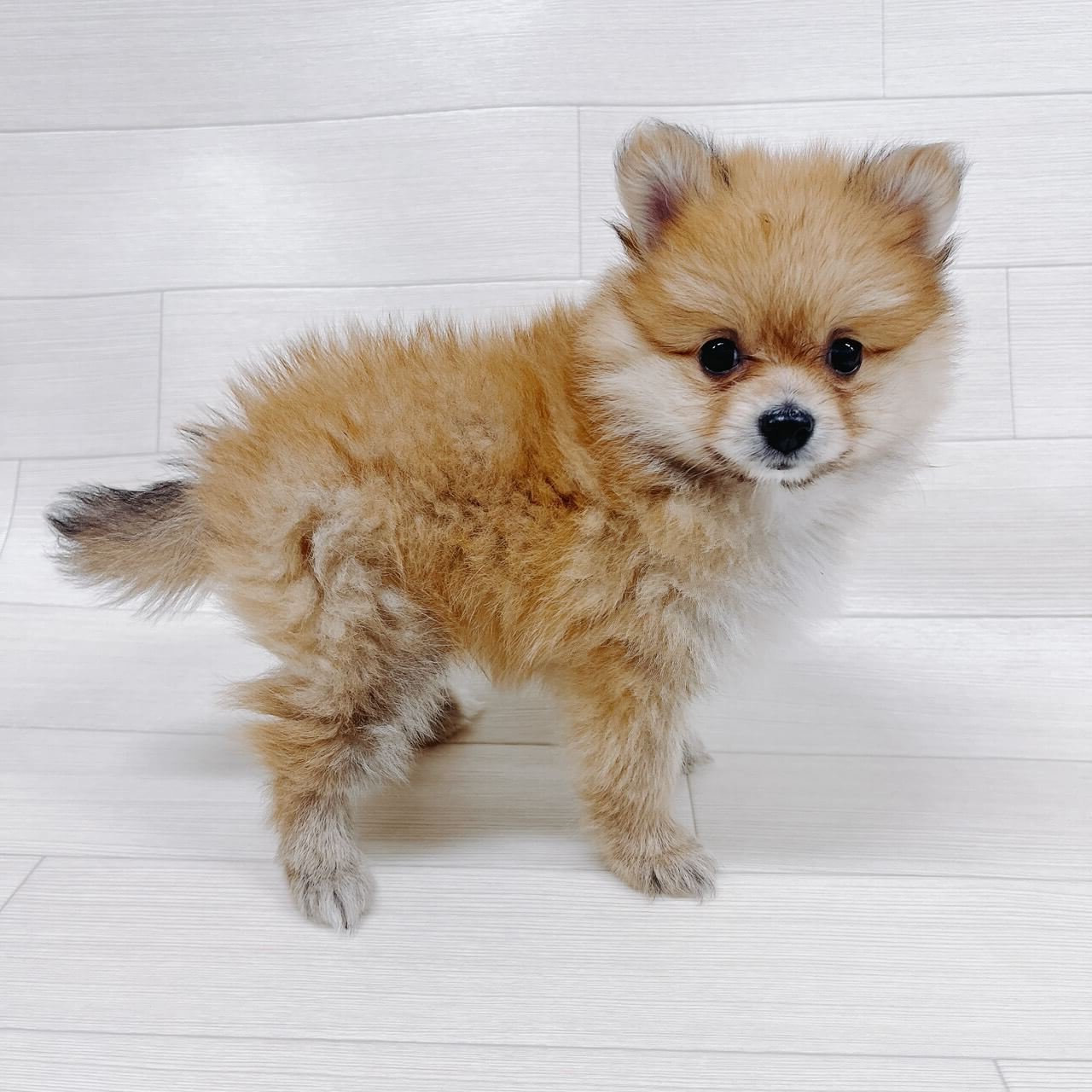 千葉県のポメラニアン (ハッピーベル 野田店/2026年2月14日生まれ/男の子/オレンジ)の子犬