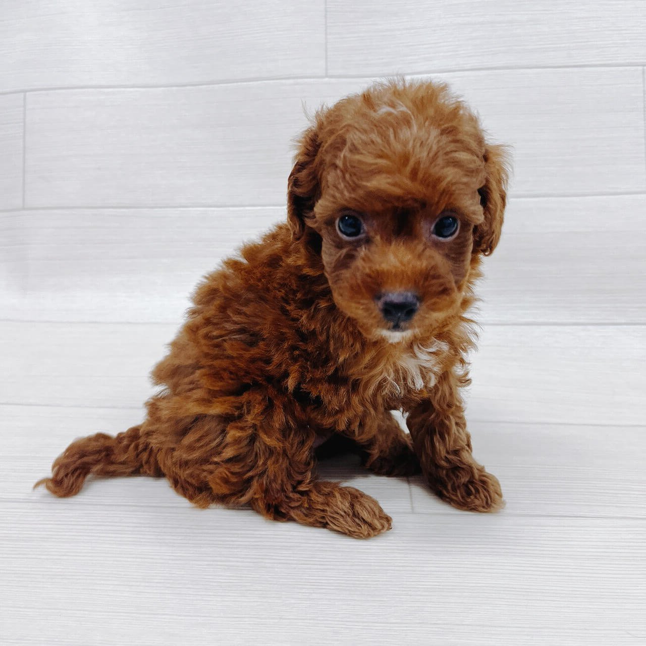 千葉県のトイプードル(トイ) (ハッピーベル 野田店/2026年2月15日生まれ/男の子/レッド)の子犬