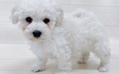 ハーフ犬（トイプードル×ビションフリーゼ）