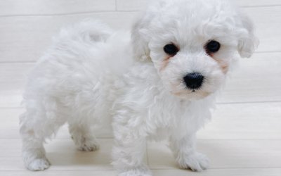 ハーフ犬（トイプードル×ビションフリーゼ）