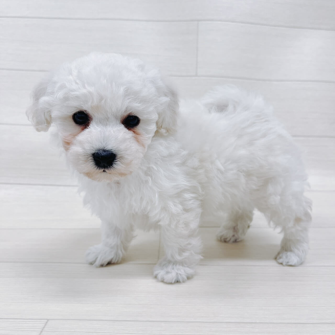 千葉県のビションプー(ビションフリーゼ×プードル) (ハッピーベル 野田店/2026年2月14日生まれ/男の子/ホワイト)の子犬