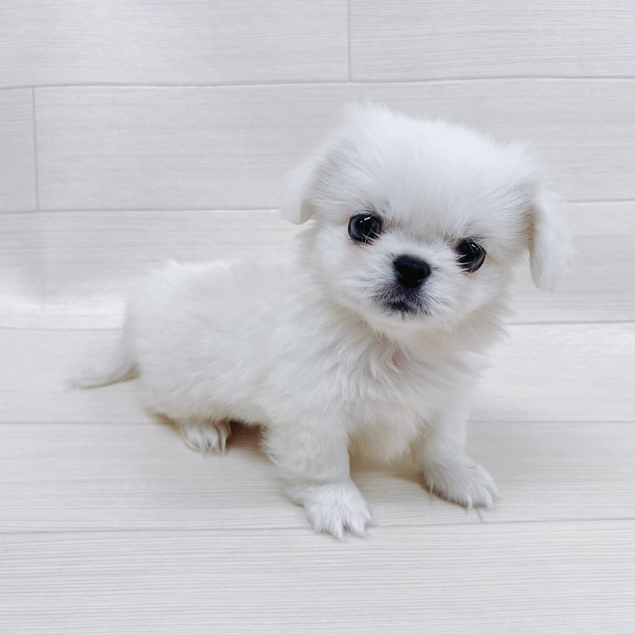 千葉県のペキニーズ (ハッピーベル 野田店/2026年2月14日生まれ/男の子/ホワイト)の子犬
