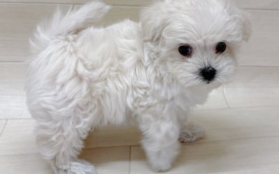 ハーフ犬（マルチーズ×トイプードル）
