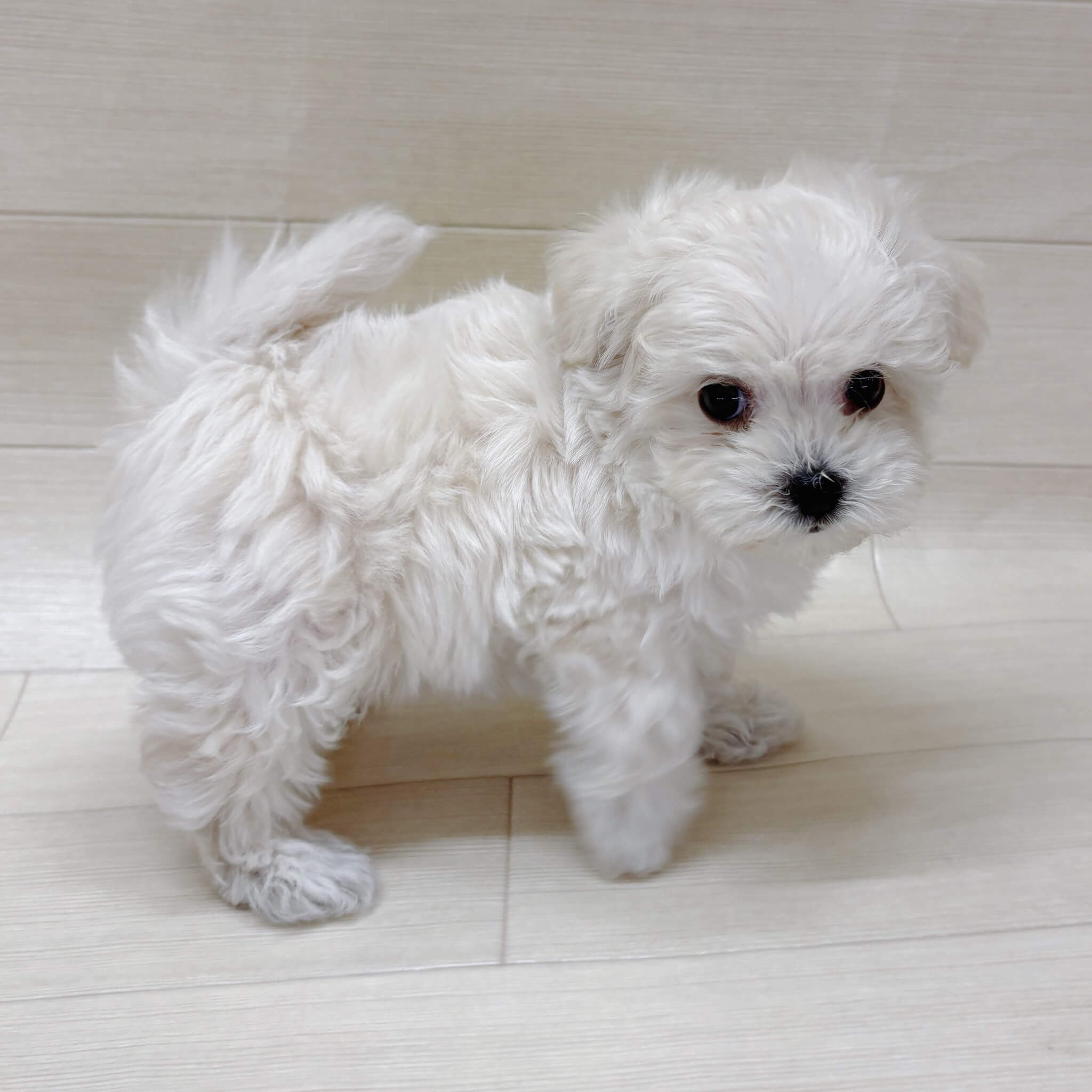 ハーフ犬（マルチーズ×トイプードル）