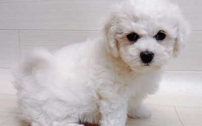 ビションフリーゼ