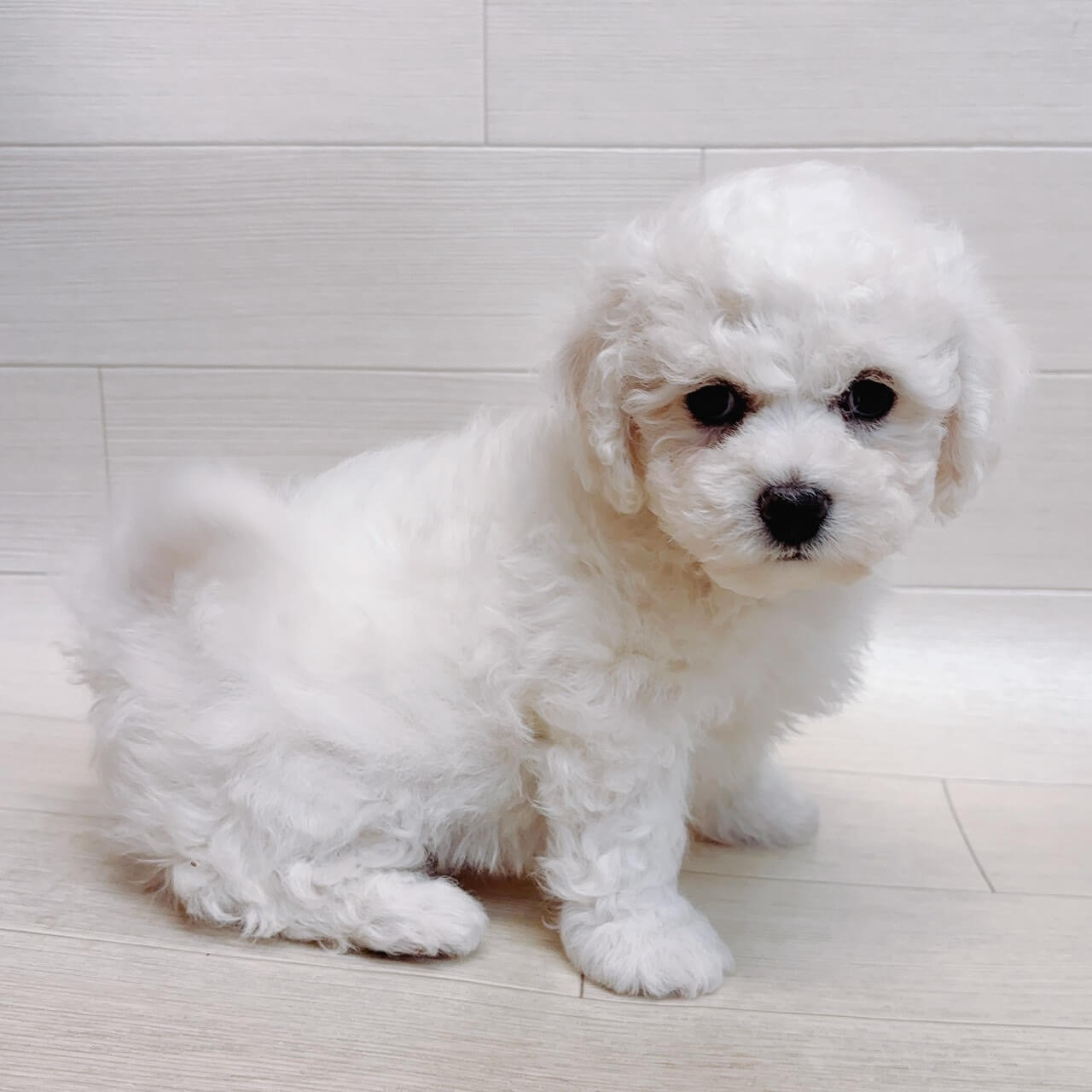 ビションフリーゼ