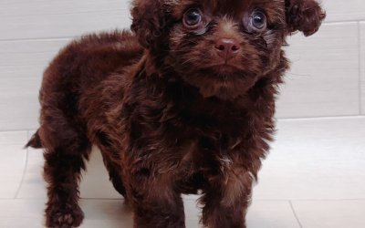 ハーフ犬（トイプードル×チワワ）