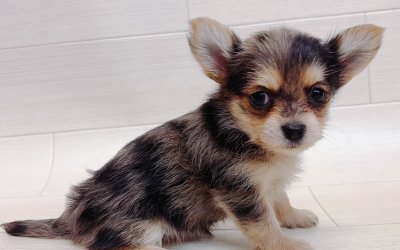 ハーフ犬（チワワ×ヨークシャーテリア）