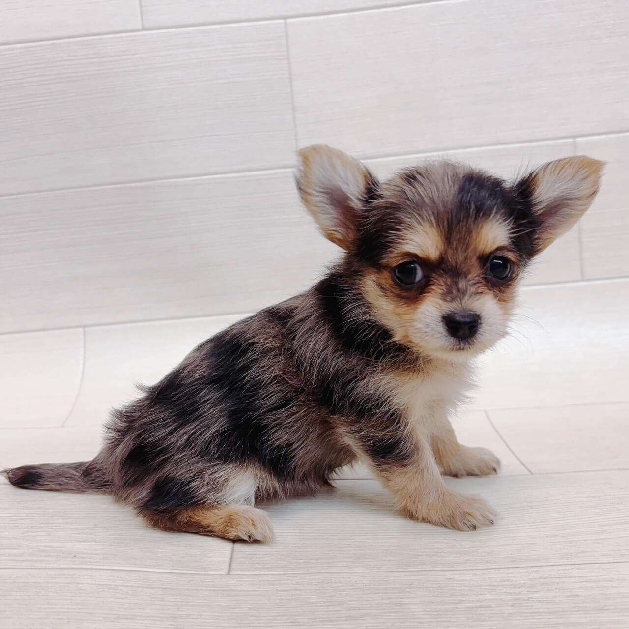 千葉県のヨーチー/チワキー/チワヨーキー(ヨークシャーテリア×チワワ) (Pet’s One 東金店/2026年2月17日生まれ/女の子/ブルーマール)の子犬