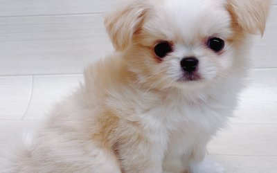 ハーフ犬（チワワ×狆）