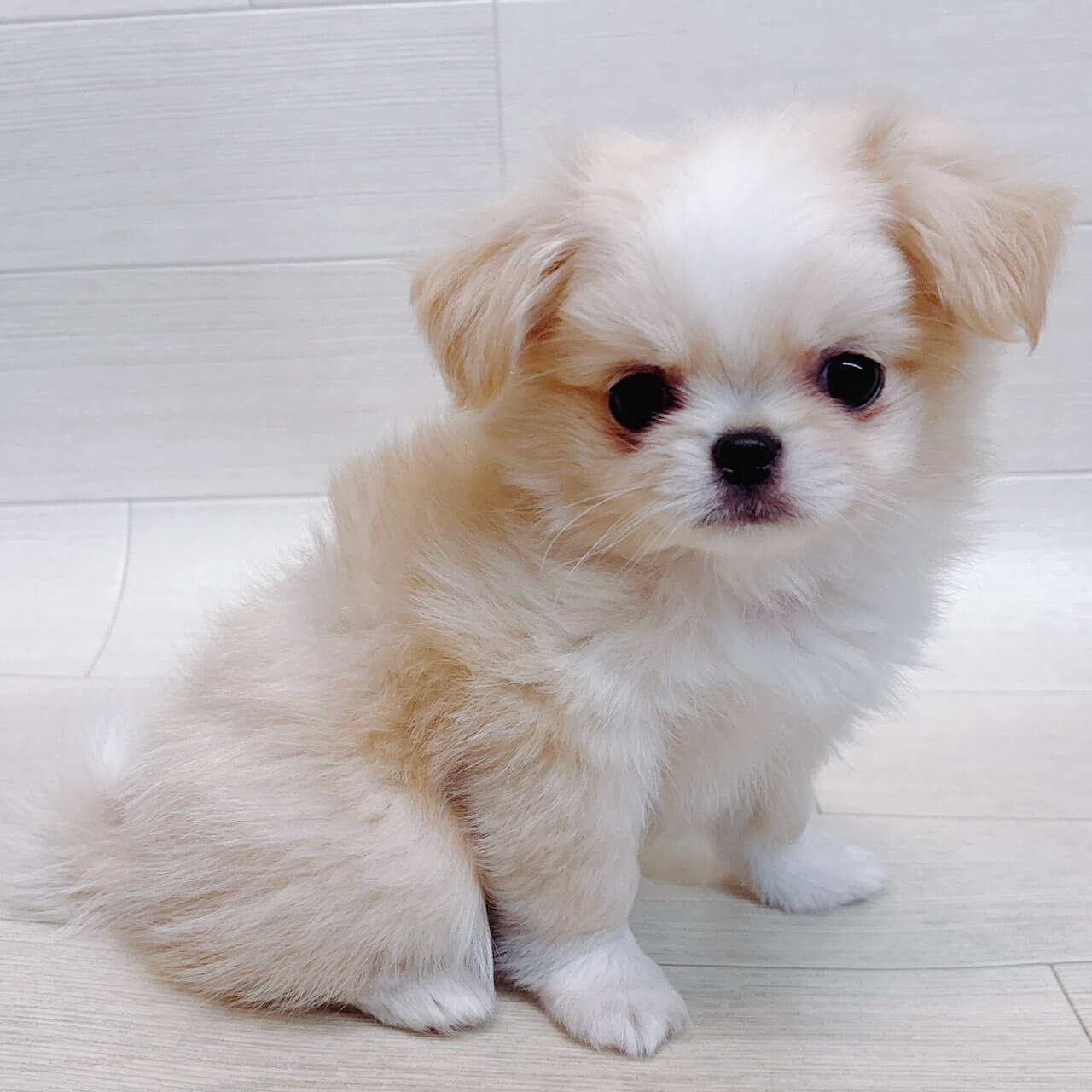 ハーフ犬（チワワ×狆）