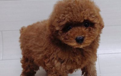 トイプードル