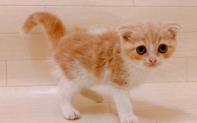 スコティッシュフォールド