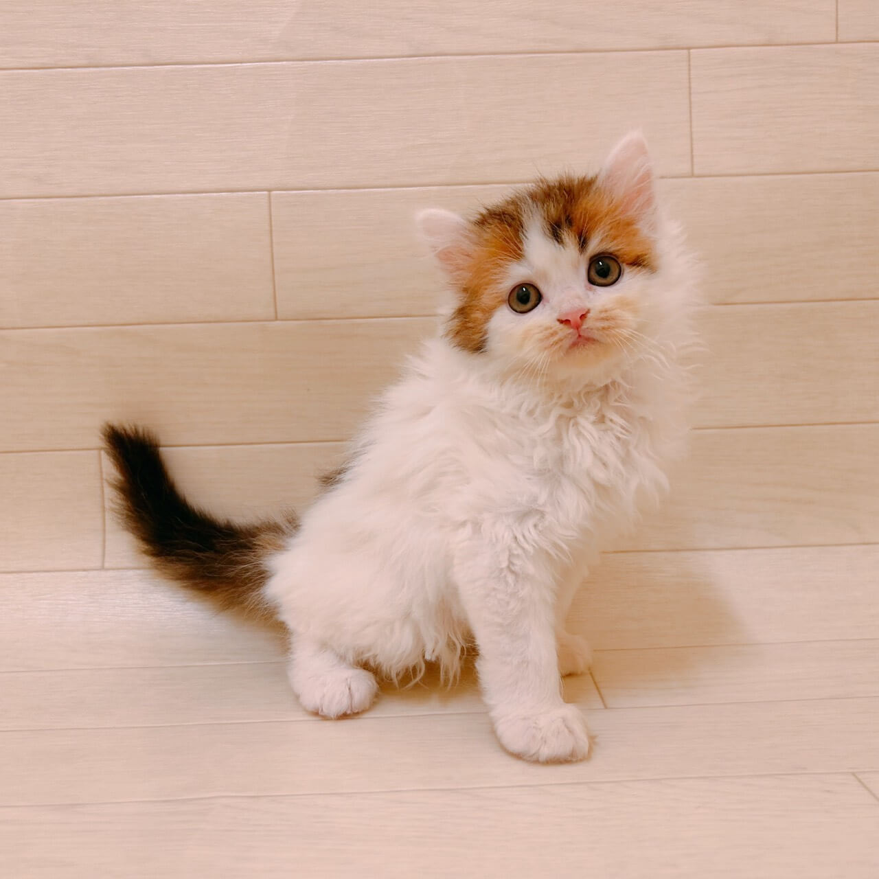 千葉県のマンチカン (ハッピーベル ペットプラザ京葉船橋インター店/2026年2月14日生まれ/男の子/ブラウンタビーホワイト)の子猫