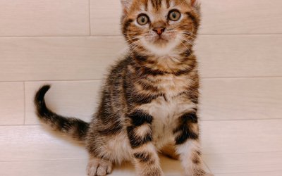 アメリカンショートヘアー