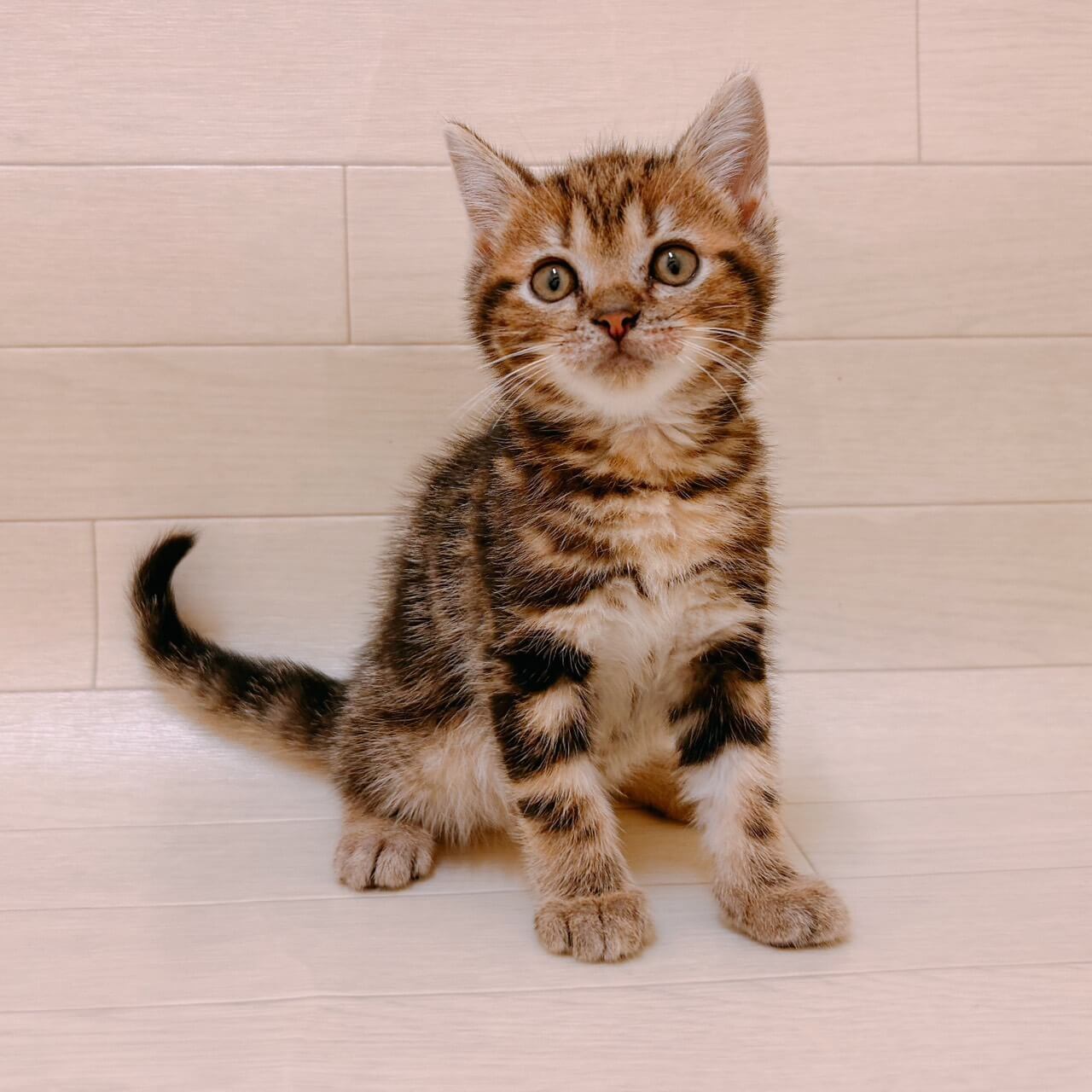 アメリカンショートヘアー