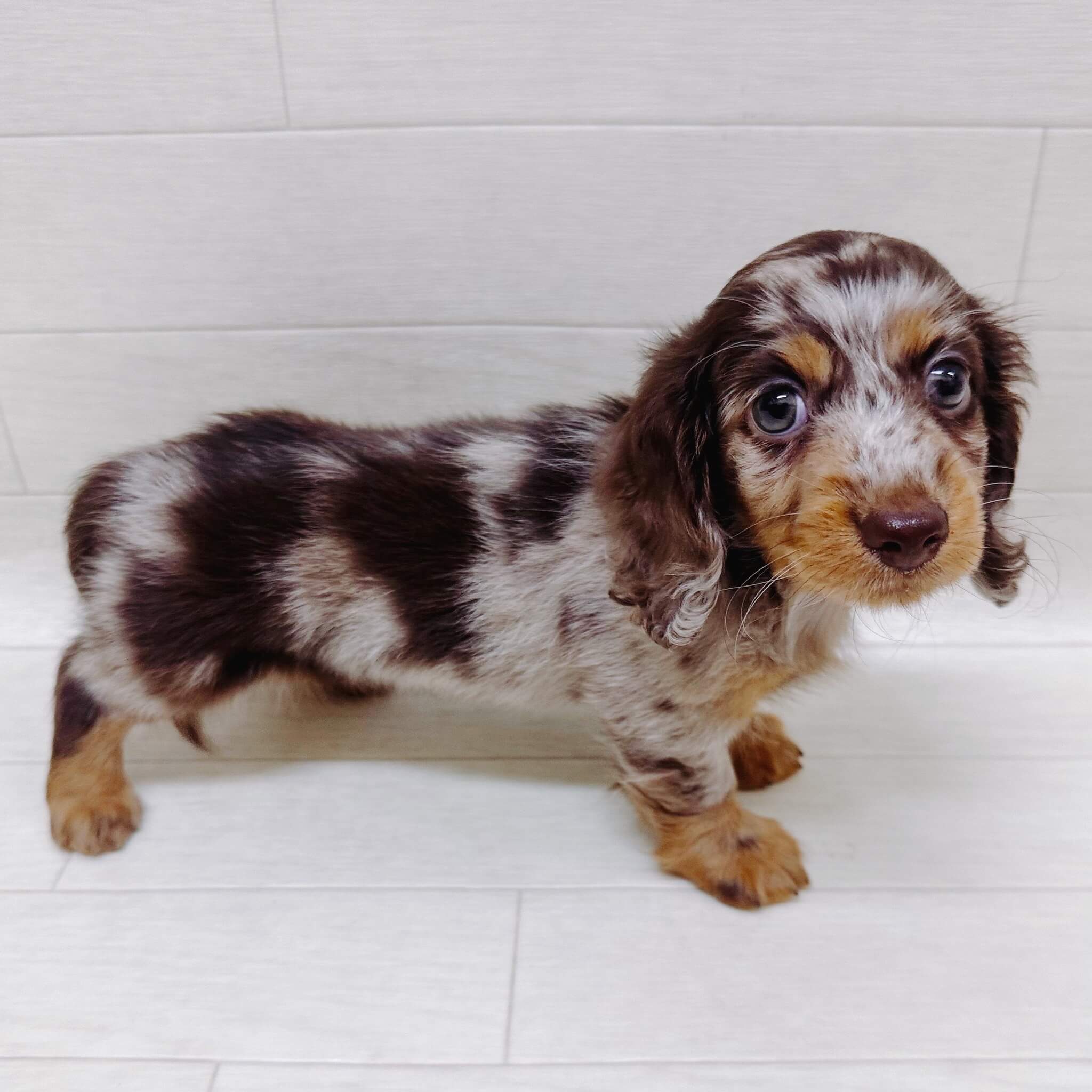 ミニチュアダックスフンド