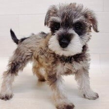 ミニチュアシュナウザー