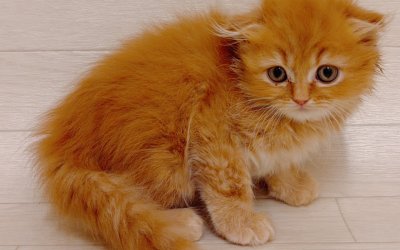 スコティッシュフォールド