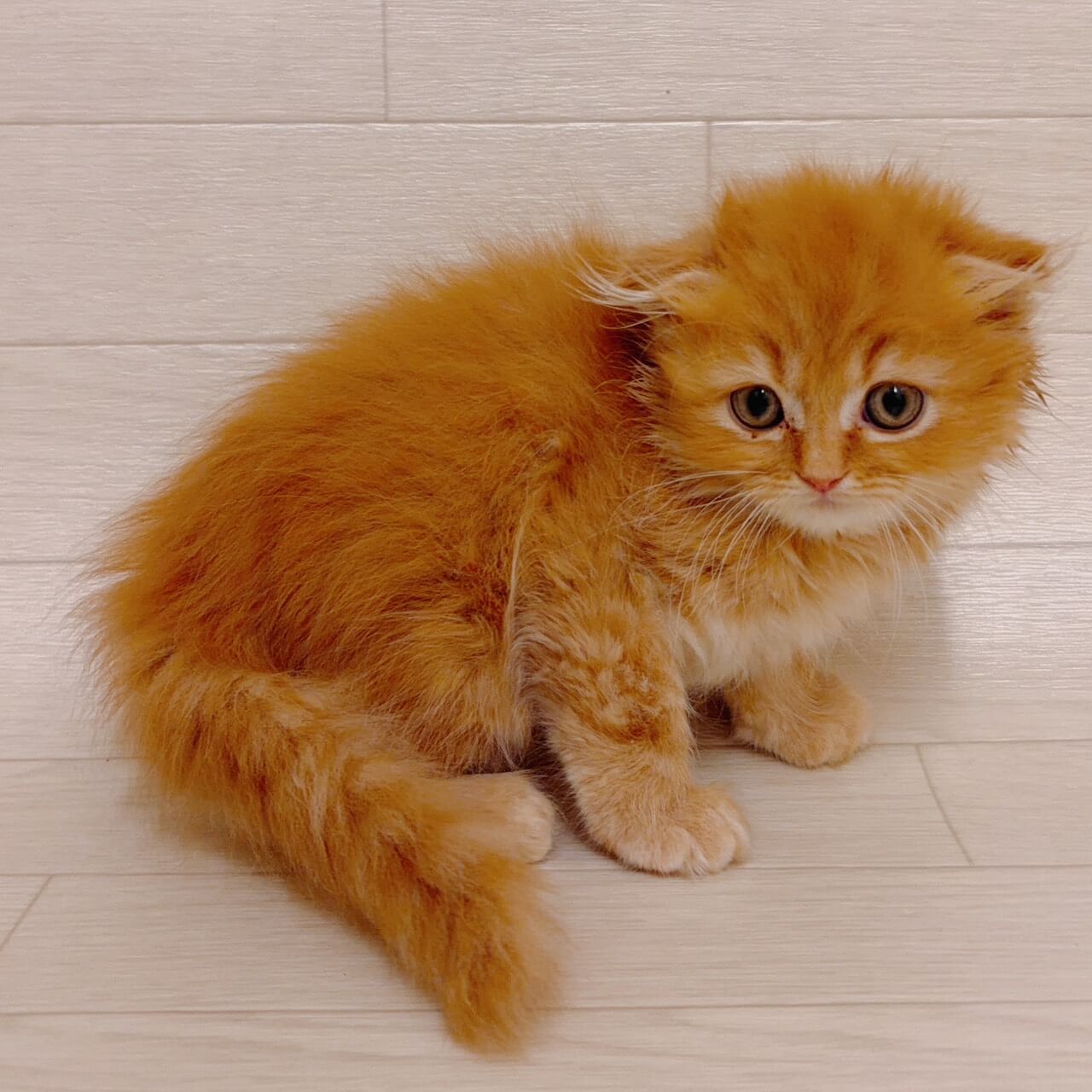 スコティッシュフォールド