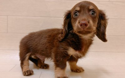 ミニチュアダックスフンド