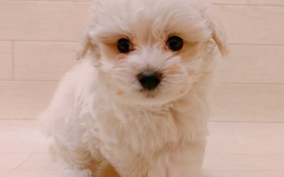 ハーフ犬（マルチーズ×トイプードル）