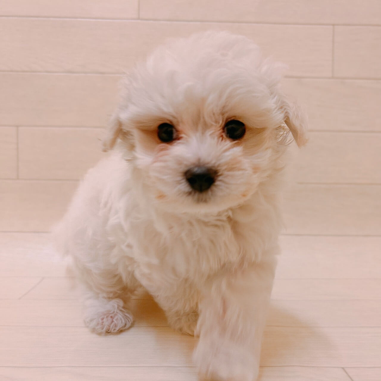 ハーフ犬（マルチーズ×トイプードル）