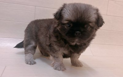 ハーフ犬（チワワ×ペキニーズ）