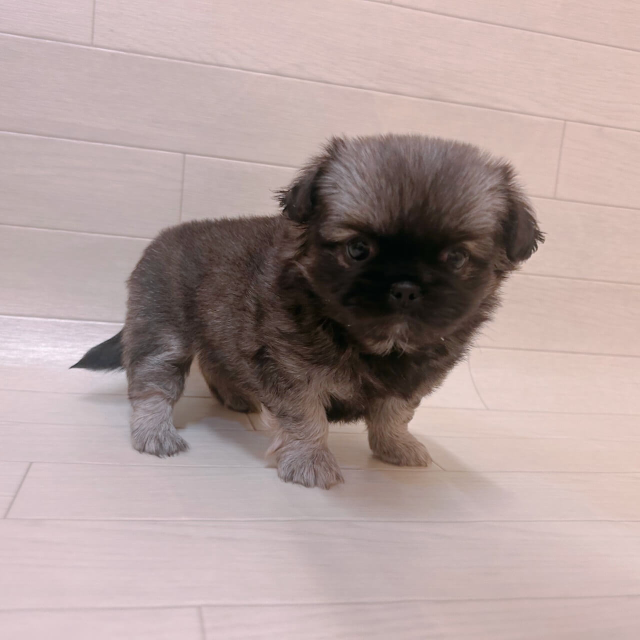 ハーフ犬（チワワ×ペキニーズ）