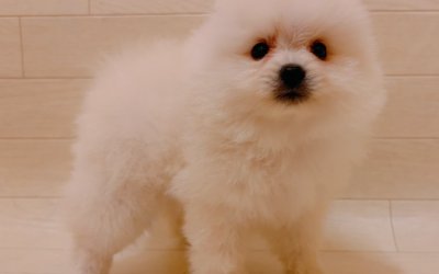 ポメラニアン