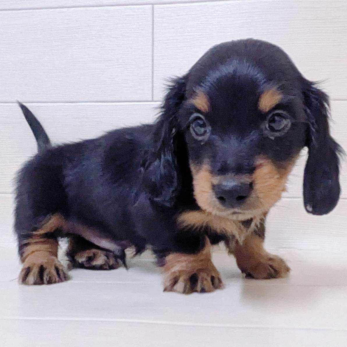 ミニチュアダックスフンド