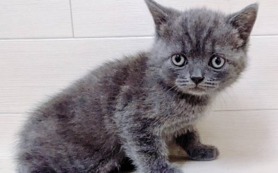 ブリティッシュショートヘアー