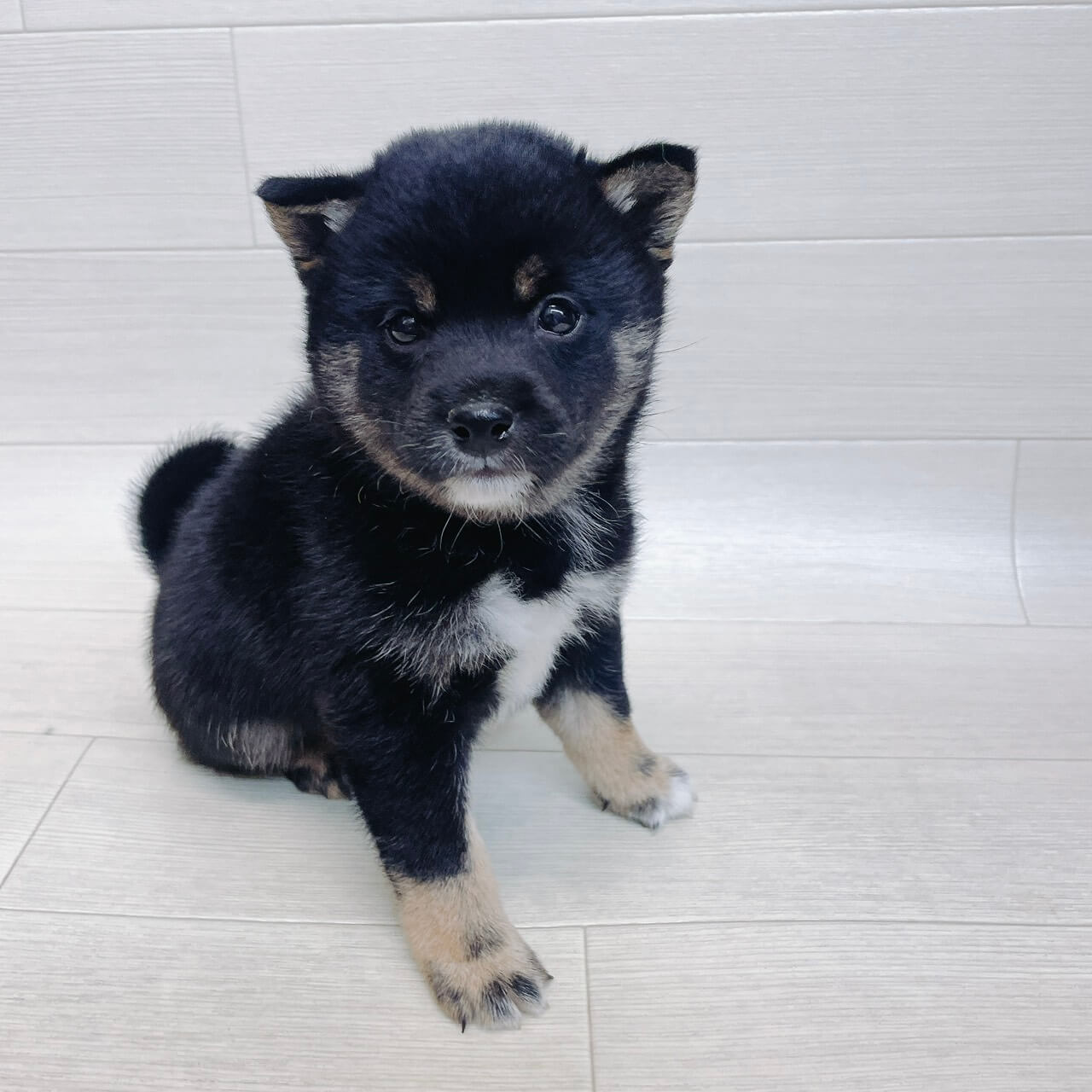 千葉県の豆柴 (Pet’s One 東金店/2026年3月2日生まれ/男の子/黒)の子犬