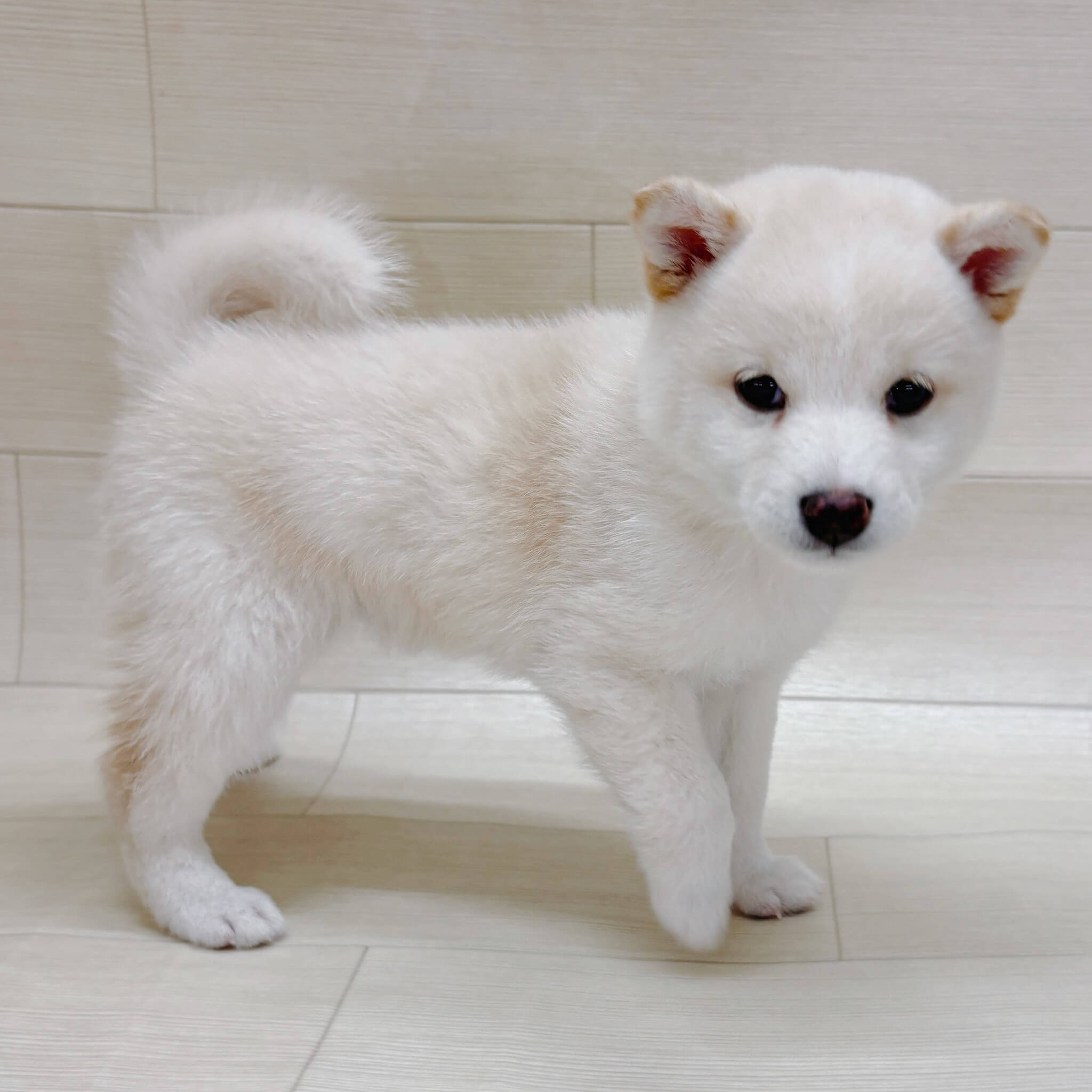 千葉県の豆柴 (ハッピーベル テラスモール松戸店/2026年3月2日生まれ/女の子/白)の子犬