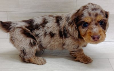 ミニチュアダックスフンド