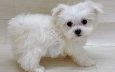 ハーフ犬（チワワ×マルチーズ）
