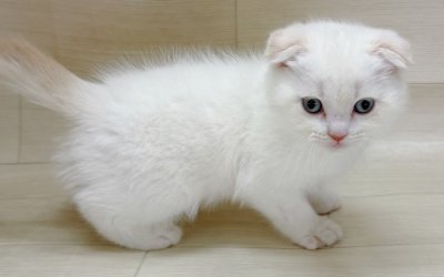 スコティッシュフォールド