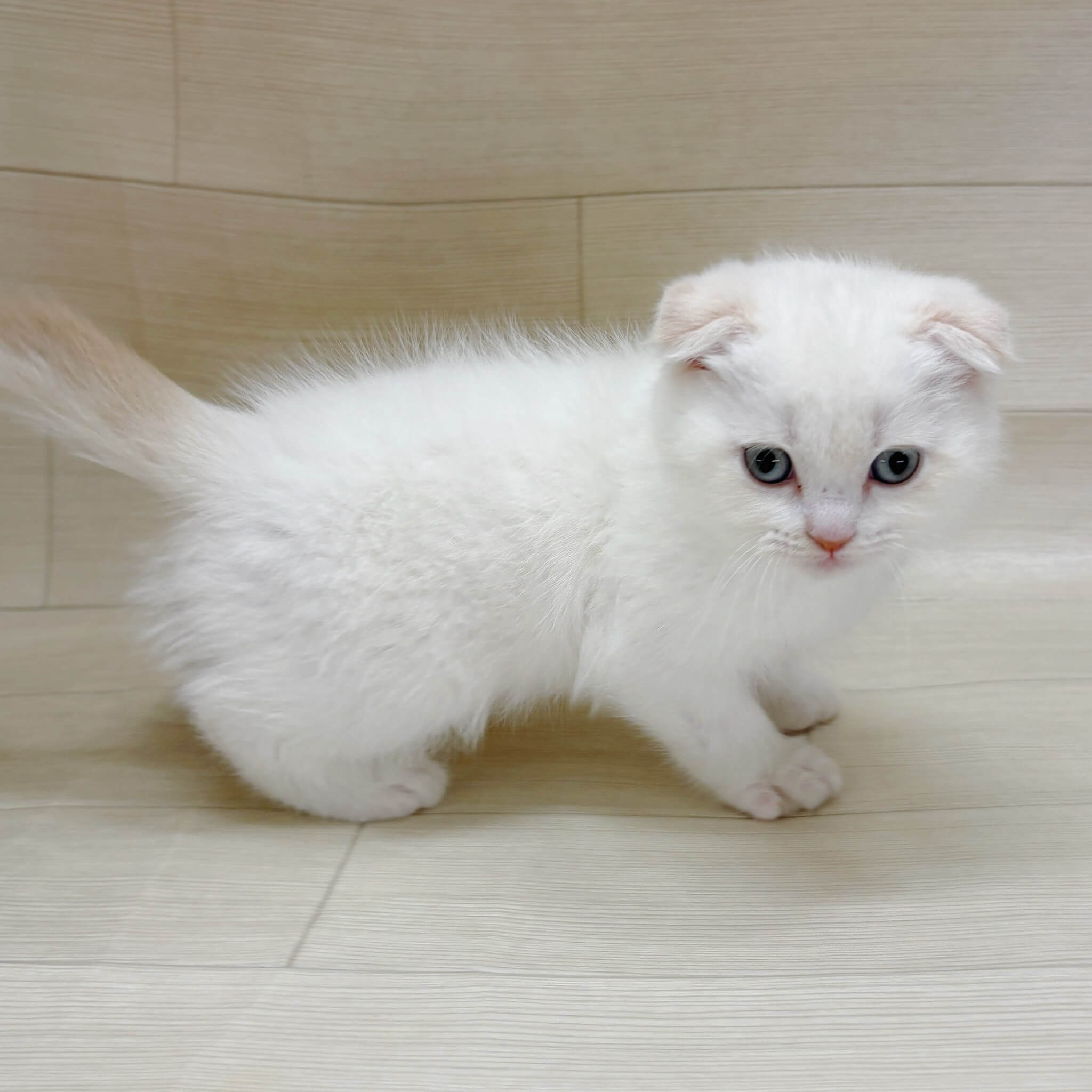 千葉県のスコティッシュフォールド (ハッピーベル テラスモール松戸店/2026年3月1日生まれ/男の子/クリームタビーホワイト)の子猫